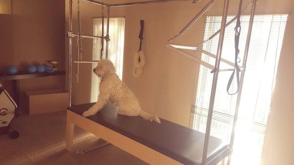 Leila the golden doodle soaking up some sun before her first lesson in the studio....