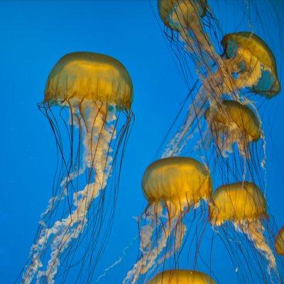 Jellyfish at the National Aquarium in Baltimore, Maryland.