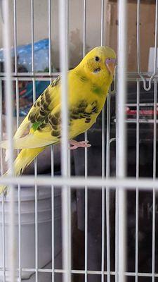 Tweetie reminded me of my Canary. Bright yellow with some green.