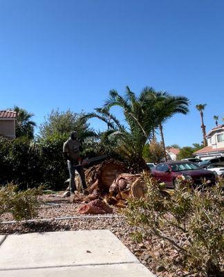 Palm tree removal