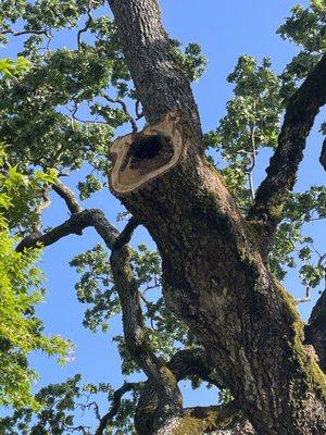 Large rotten branch that was removed.