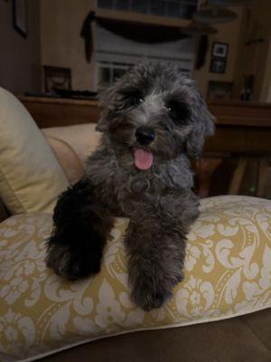 One very happy and clean pup!