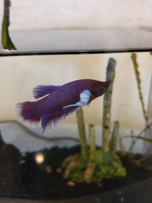 My daughter's purple betta purchased at Mastahbetta.