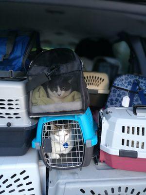 Cats in transport from ACR to the vet to get spayed/neutered