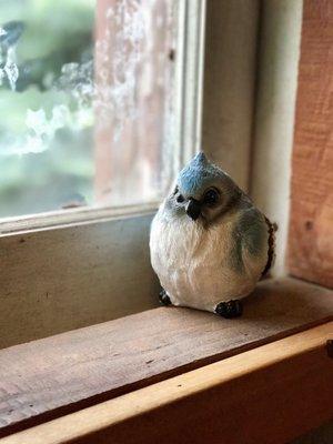 This is a bluebird in the men's bathroom named Gary