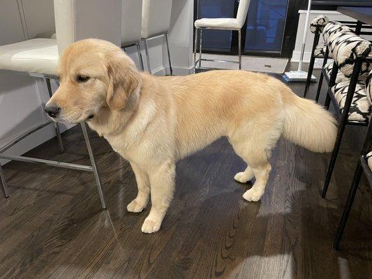 Groomed Golden Retriever