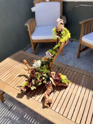 Drift wood succulents