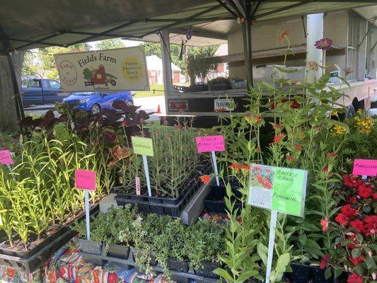 Irvington Farmer's Market