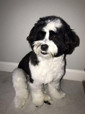 Oreo a few days after his latest groom. Very handsome!