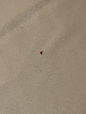 Bed bug #2