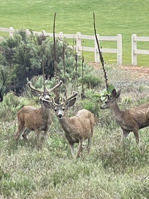 Just deer in velvet, my favorite between the #1 and #2 holes.