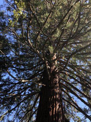 Old growth Cedar