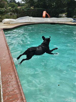 Friends dog getting his daily 30-minute swim.