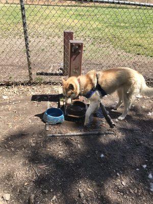 Cinnamon enjoying her space but where are  all the dogs ?