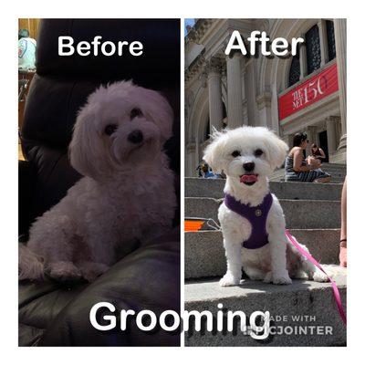 One of her groomed photos. Before and after :)