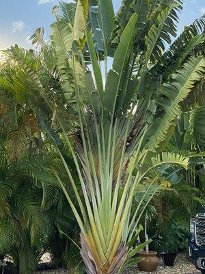 Banana tree at our site