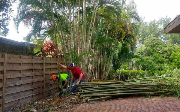 Bamboo Removal