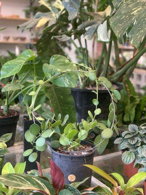 Silver dollar vineeee and a beautiful variegated monstera