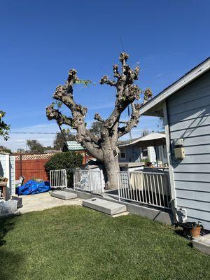 Trimming 2 trees