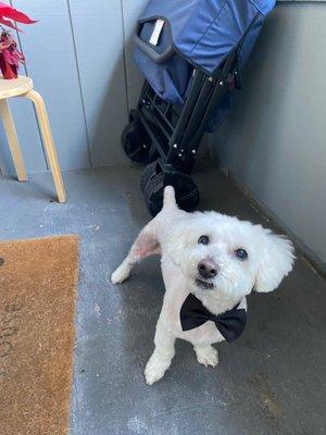 Post groom- cute little bow tie!