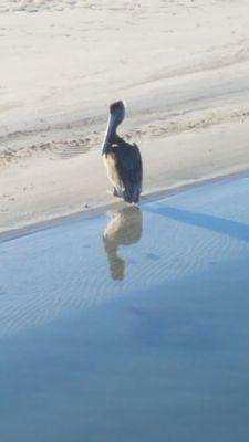 Peaceful pelican on sandbar.