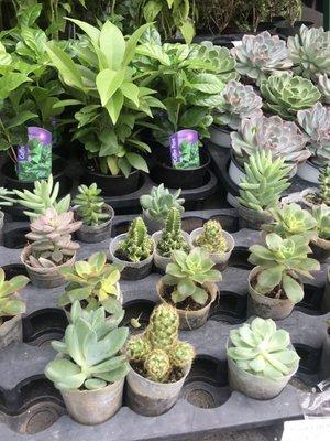 Succulents outside ! 1 for $4, 2 for $7