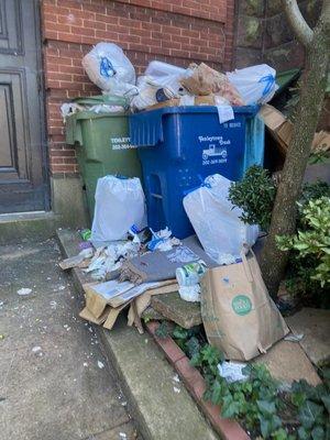 Rats just love Tenleytown Trash!  Yummy plenty of uncollected trash to eat!