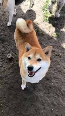 Indigo enjoying play time