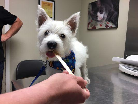 Leonard got peanut butter during his puppy vaccine appointment to make his visit with Dr. Avery as yummy as possible. Extra cute!