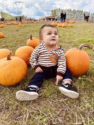 Baby's first pumpkin patch