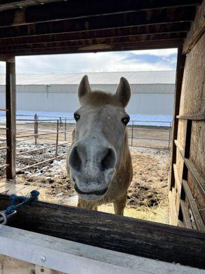 Horse in a run stall