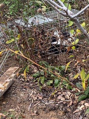 DFW Wildlife Control kindly took this little critter who became trapped over a holiday