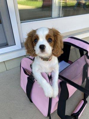 Matilda on her way to the vet.