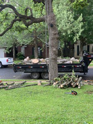 Pruning the post oak and stacking the maple from the backyard in the trailer.