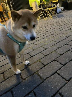 My sheebs outside of Cellar Dog