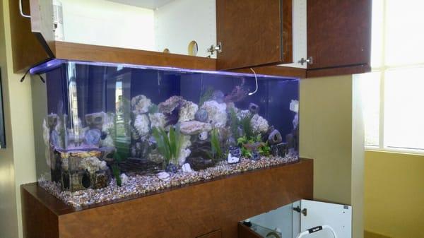 220 gallon Freshwater cichlid tank with a Eco Systems refugium sump