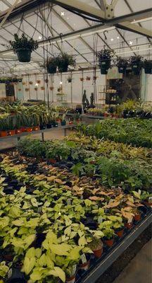 Greenhouse of plants from the plant farm