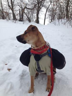 Rella was adopted from the HSCA in August 2012, she's been a faithful hiking companion and troublemaker ever since