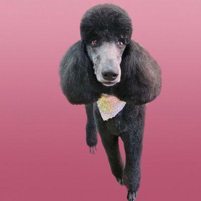 We specialize in all things Poodles & Doodles