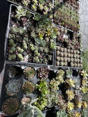 Succulent stand