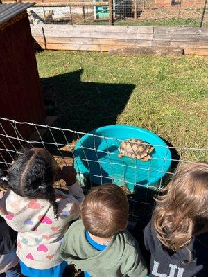 students looking at the giant turtle