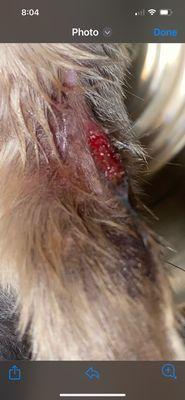 This is what Mount comfort animal hospital calls "razor burn." My dog has open wounds from this place.