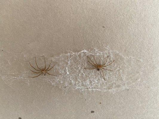 Brown Recluse evidence - webbing & shed exoskeletons