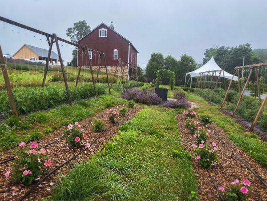 Garden below lavender field