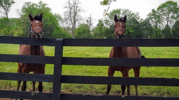 Besides wine, they family also raises race horses.