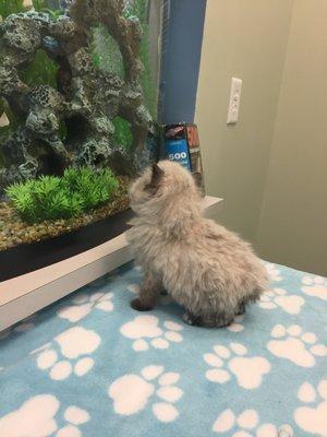 Our cat only Meadow exam room is complete with cat toys, shelves to climb on and a fish tank to watch during exams.