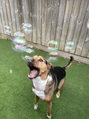 bubbles in the yard