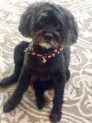 Dapper dog after first visit to Bark Avenue!  Halloween ascot and everything.