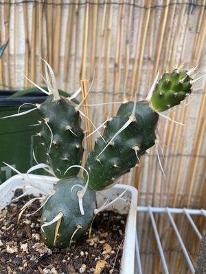 Sandia Greenhouse