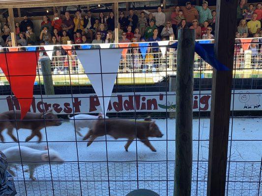 Pig race